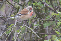 Carduelis cannabina